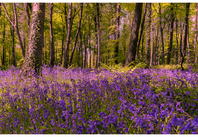 Nature 10