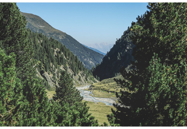 Nature 11