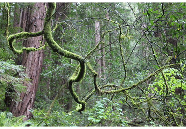 Nature 12