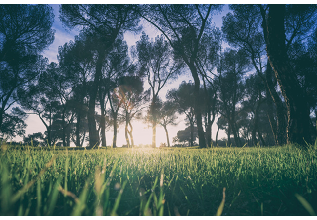 Nature 3