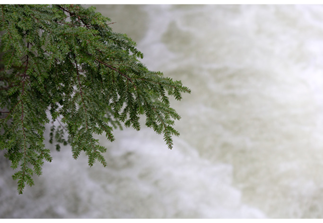 Nature 6
