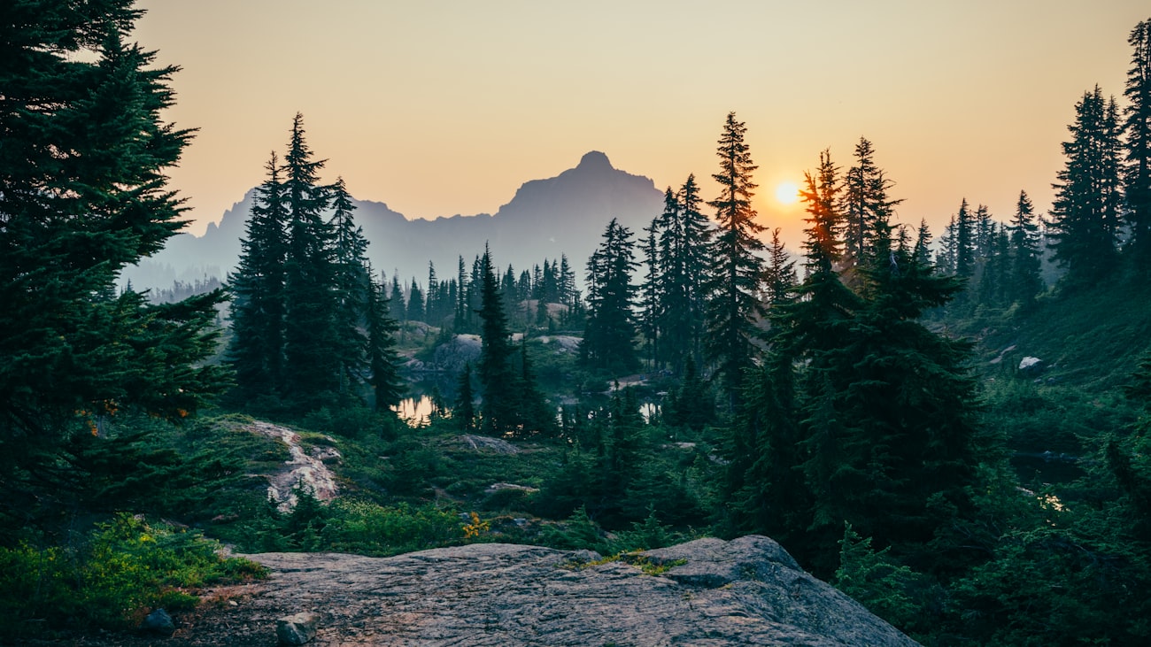 Lush forest
